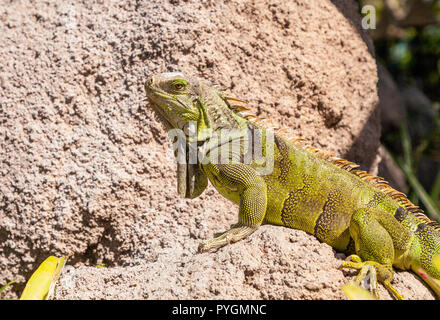 Green Iguana Iguana iguana également connu sous le soleil sur un rocher à Miami, Floride Banque D'Images