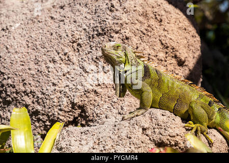 Green Iguana Iguana iguana également connu sous le soleil sur un rocher à Miami, Floride Banque D'Images