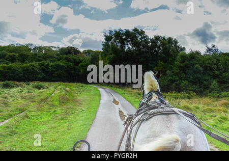 Projet irlandais cheval tirant le long d'un panier jaunting de touristes profitant d'une balade le long du chemin autour du lac de Killarney et le Parc National Banque D'Images