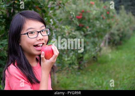 Little Asian girl enfant tenir une pomme rouge dans la région de orchard Banque D'Images