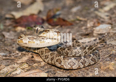 Les jeunes rats midland - Pantherophis spiloides couleuvre Banque D'Images