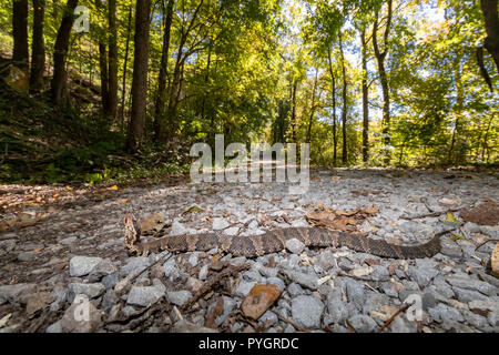 Western cottonmouth crossing road - serpent Agkistrodon leucostoma piscivores Banque D'Images