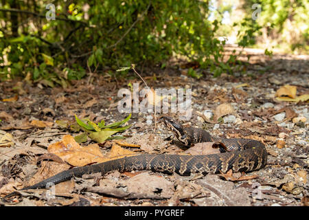 Les jeunes western cottonmouth hésite à traverser la route - Agkistrodon leucostoma piscivores Banque D'Images