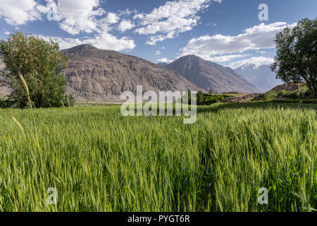 Les champs de blé Langar donnant sur les montagnes de l'Hindu Kush en Afghanistan, Langar, vallée de Wakhan, Tadjikistan Banque D'Images