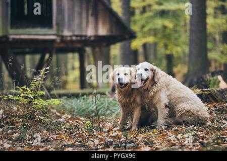 Deux golden retriever pure race, en forêt d'automne. Couple de vieux chiens assis dans des feuilles sèches. Banque D'Images