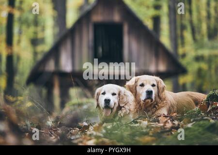 Deux golden retriever pure race, en forêt d'automne. Couple de vieux chiens couché dans les feuilles sèches. Banque D'Images