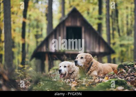 Deux golden retriever pure race, en forêt d'automne. Couple de vieux chiens couché dans les feuilles sèches. Banque D'Images