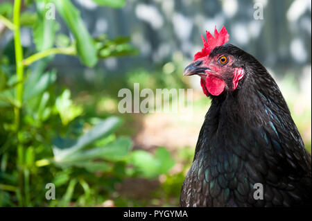 Black Australorp poulet avec crête rouge en arrière-cour intérieure, head shot portrait. Race en raison de la nature amicale et excellente pondeuse Banque D'Images