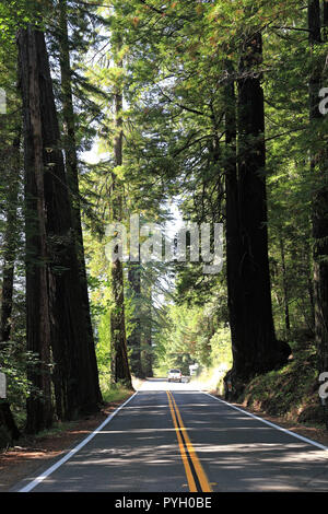 Route à travers le Redwood, Californie Banque D'Images