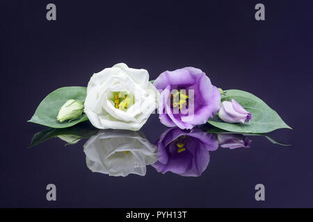 Et blanc lisianthus blooms Banque D'Images