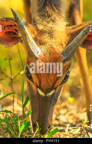 Détails de jeune mâle Nyala, une espèce d'antilopes, de manger dans les herbages, Tembe Elephant Park, Afrique du Sud. La commande de jeu safari. Tragelaphus Angasii espèces. Vue de face. Tir vertical. Banque D'Images