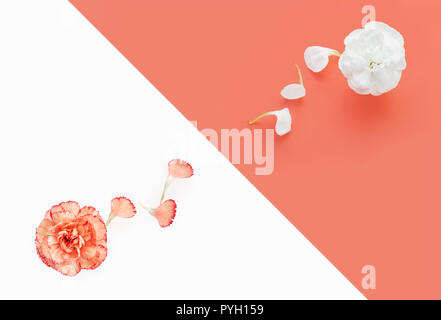 Oeillets roses corail et blanc sur fond couleur duo Banque D'Images