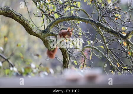 Berlin, Allemagne. 09Th Nov, 2017. Squirrel sur une branche d'un arbre dans le quartier de Steglitz. Credit : Simone Kuhlmey/Pacific Press/Alamy Live News Banque D'Images