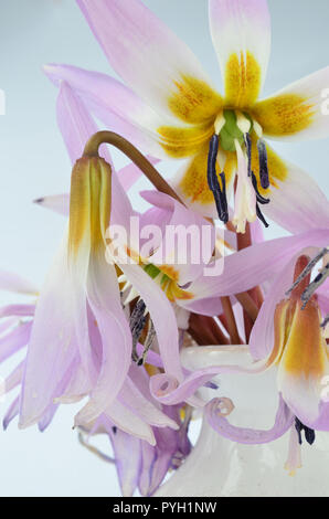 Bouquet de l'Erythronium dens-canis ou les dents du chien-violet fleurs dans vase blanc, comestibles et curatives des plantes sauvages de plus en plus tôt au printemps, Close up vi Banque D'Images