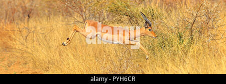 Panorama de jeunes mâles ou Melampus, Impala Aepyceros melampus, sauter dans la savane. Pilanesberg National Park, Afrique du Sud. Saison sèche. Vue de côté. Copier l'espace. Banque D'Images