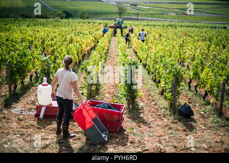 Récolte dans les vignobles près de Beaune, bourgogne, France, Europe. Banque D'Images