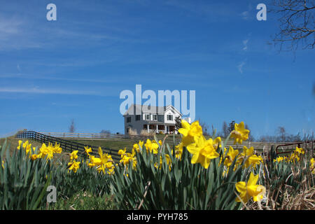 Maison blanche en haut de la colline. Grande propriété en Virginie rurale, États-Unis. Pissenlits en fleur. Banque D'Images