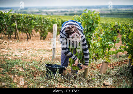 Récolte dans les vignobles près de Beaune, bourgogne, France, Europe. Banque D'Images