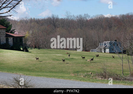 Une bande de cerfs dans la cour avant de grande maison rurale en Virginie Banque D'Images