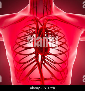 Corps humain vue interne de l'appareil circulatoire avec les veines et artères du cœur. L'anatomie et la circulation du sang, 3D Rendering Banque D'Images