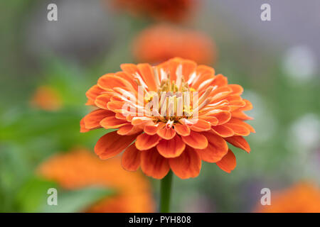 Close up d'une orange Zinnia elegans floraison dans un jardin anglais Banque D'Images