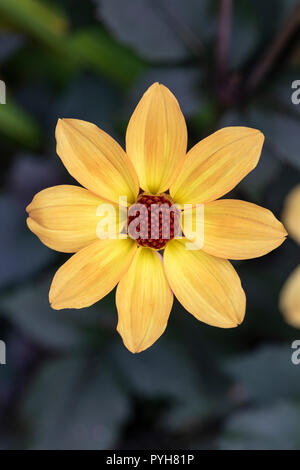 Gros plan d'une belle fleur jaune/orange dahlia sur fond sombre, Angleterre, Royaume-Uni Banque D'Images