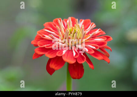 Gros plan d'un Zinnia elegans rouge fleurissant dans un jardin anglais, Angleterre, Royaume-Uni Banque D'Images