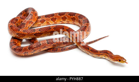 Le maïs classique ou serpent Red Rat Snake, Pantherophis guttatus, in front of white background Banque D'Images
