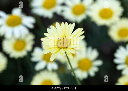 Gros plan sur Anthemis tinctoria 'E.C. Buxton' / Dyer's camomille floraison dans un jardin anglais frontière, Angleterre, Royaume-Uni Banque D'Images