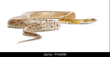 Le maïs jaune Serpent, Pantherophis guttatus, in front of white background Banque D'Images