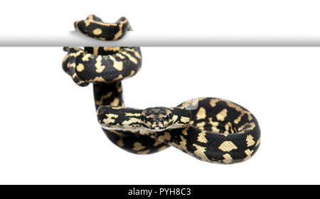Jungle carpet python, Morelia spilota cheynei against white background Banque D'Images