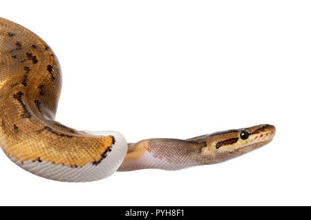 Close-up of Female Pinstripe Pied ball python royal, python, Python regius, âgé de 14 mois, in front of white background Banque D'Images