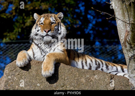 Amur Tiger au Zoo Dartmoor Banque D'Images