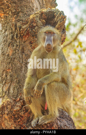 Babouin Chacma mâles adultes espèces Papio ursinus, assis sur l'arbre dans la nature de la forêt. Cape baboon en Kruger National Park, Afrique du Sud. Tir vertical. Banque D'Images