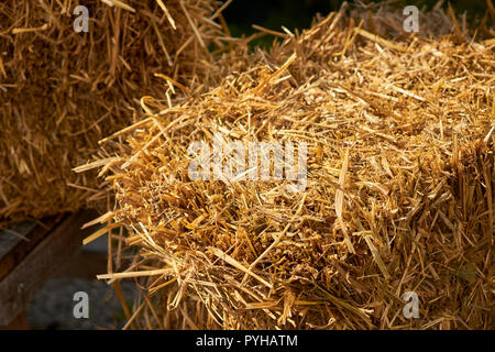 Balles de foin rectangulaire sur une ferme en pays Amish, Lititz, comté de Lancaster, Pennsylvanie, USA Banque D'Images