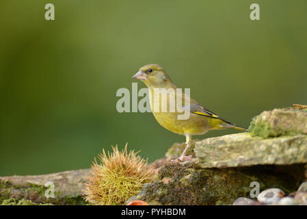 Verdier (Carduelis chloris), mâle adulte Banque D'Images