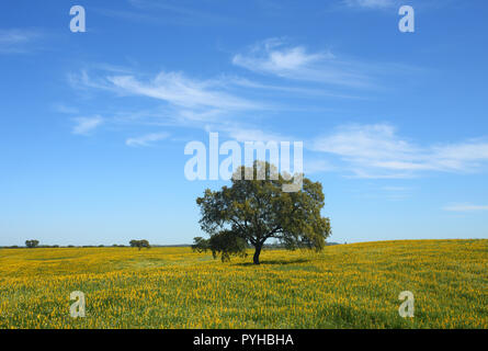 Le Portugal, l'Alentejo, Evora. Un seul arbre de chêne de liège - Quercus suber, dans un champ avec des fleurs de printemps jaune. Banque D'Images