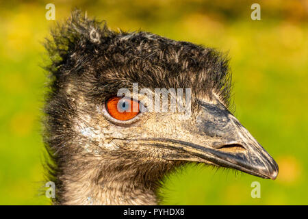 Portrait d'une UEM Dromaius novaehollandiae tête avec yeux orange. La vie à la ferme. Autruche au coucher du soleil. Portrait d'une tête d'autruche au coucher du soleil. Banque D'Images