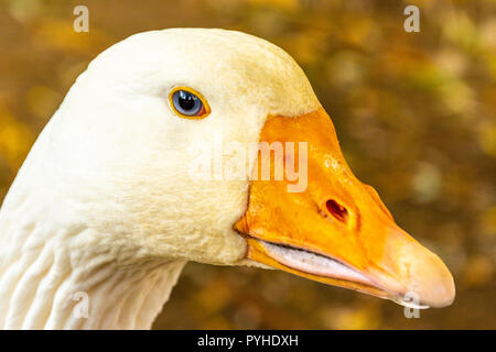 Portrait d'une oies blanches avec un bec orange. Les volailles de reproduction pour la viande. Goose comme garde de sécurité. Anser anser domesticus Banque D'Images