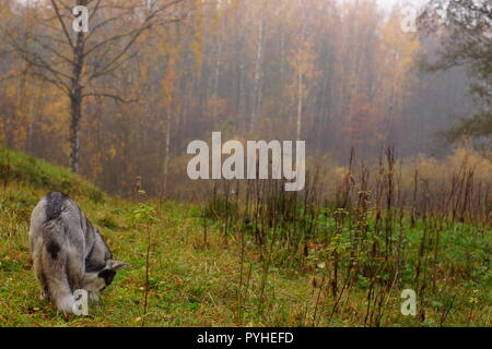 Une race husky gris-blanc avec ses béquilles chien renifle l'arrière et le sol sur un champ près d'une forêt en automne. Banque D'Images