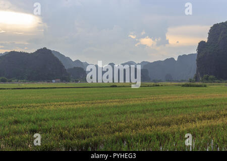 Les champs de riz avec les montagnes karstiques à Ninh Binh, Vietnam Banque D'Images