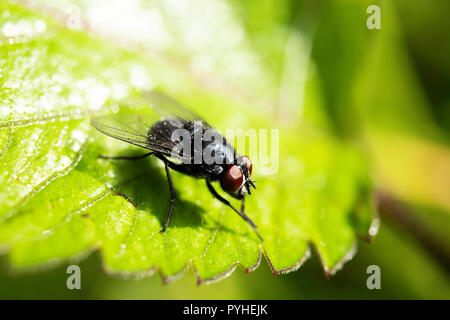 Fly reposant sur une feuille Banque D'Images