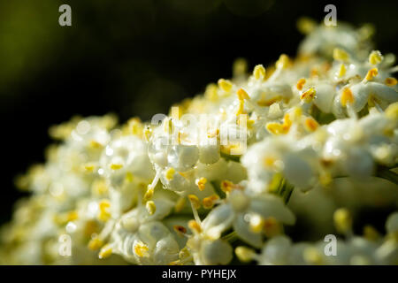 Floraison de fleurs blanches sur le dessus de la belles collines de Kodaikanal Banque D'Images