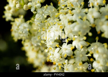 Floraison de fleurs blanches sur le dessus de la belles collines de Kodaikanal Banque D'Images