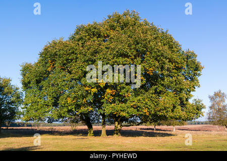 Chêne, Quercus robur, à l'automne aux Pays-Bas Banque D'Images