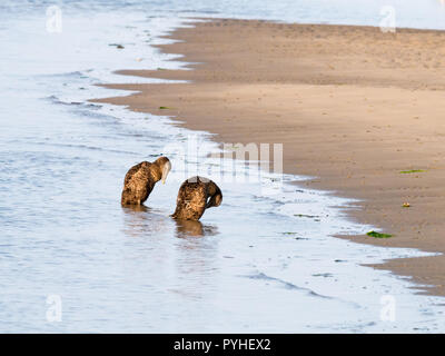 Eiders à duvet, Somateria mollissima, en plumage éclipse reposant sur banc de sable de mer de Wadden, Pays-Bas Banque D'Images