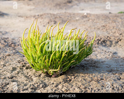 La salicorne Salicornia, pointes longues procumbens, croissant sur les marais de sel de mer de Wadden, Pays-Bas Banque D'Images