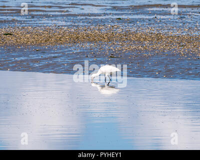 La spatule blanche Platalea leucorodia, fouillant à gué en eau peu profonde sur la côte de la mer des Wadden en Pays-Bas Banque D'Images