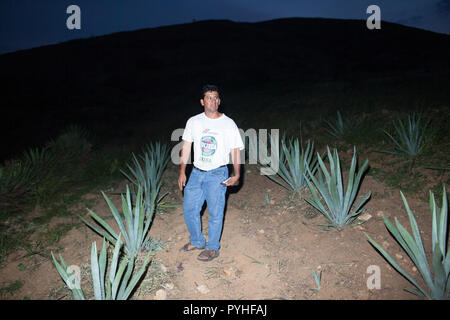 Eduardo 'Lalo' Angeles, propriétaire de Lalocura mezcal, promenades à travers un champ d'Espadin Maguey à utiliser pour mezcal, l'extérieur du village de Santa Catarina Minas, Oaxaca, Mexique, lundi 5 octobre, 2015. Banque D'Images