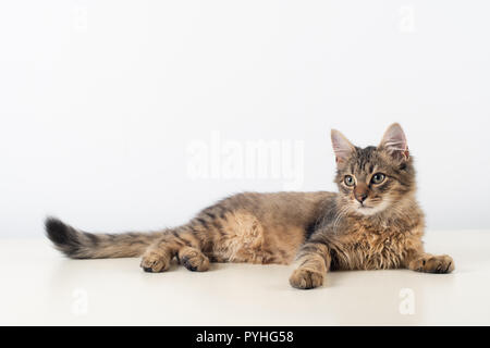 Quatre petits mois race mélangée chaton portrait Banque D'Images